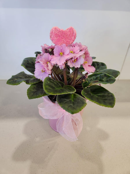 African Violet in tin pot
