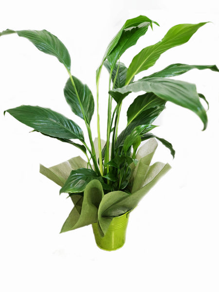Peace Lily Plant in green tin pot