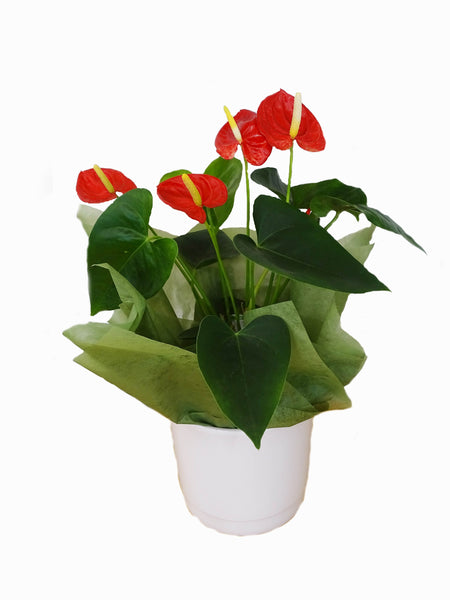 Anthurium plant in ceramic